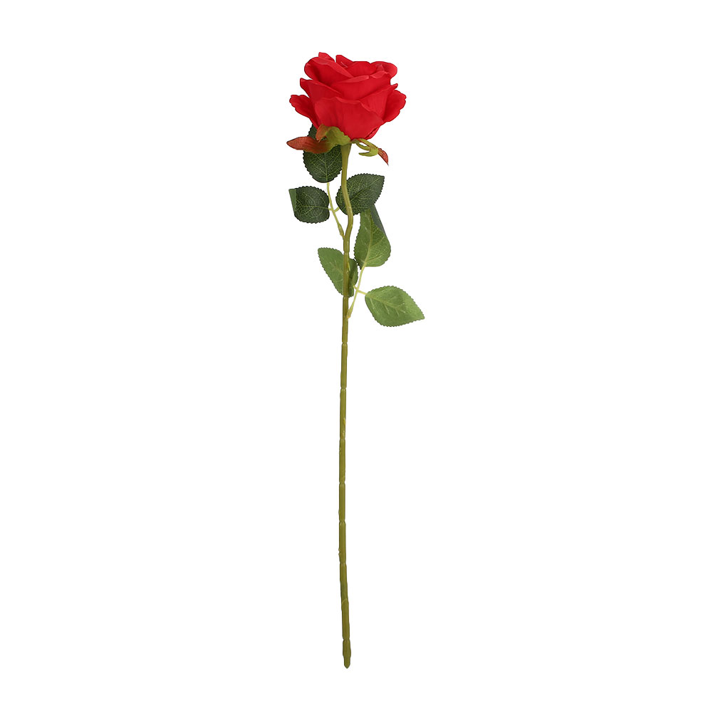 A single Red Rose